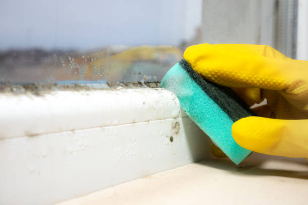 Best Affordable Mold Removal  in South Cleveland, TN