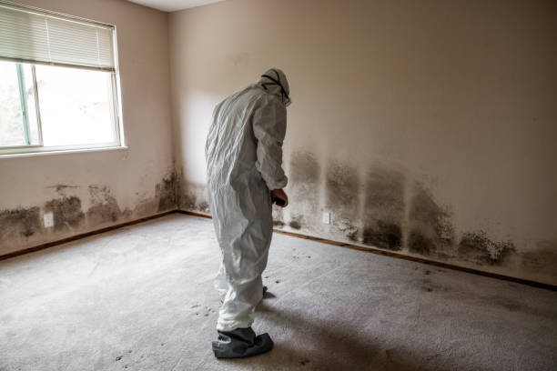 Best Black Mold Removal  in South Cleveland, TN