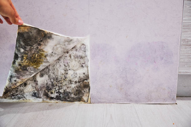 Best Local Mold Removal Service  in South Cleveland, TN